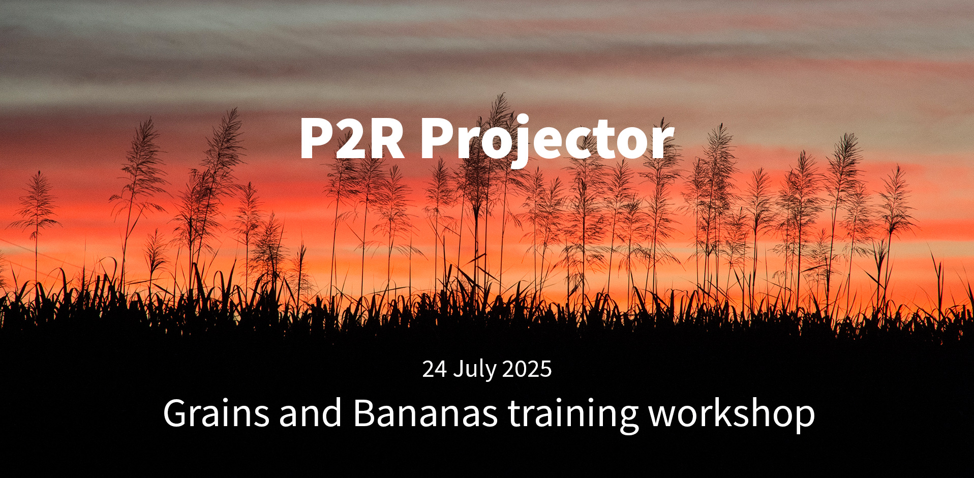 Grains and Bananas tutorial video 2025 - P2R Projector